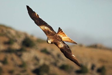 Altın kartal (Aquila chrysaetos) kayaların üzerinde uçar..