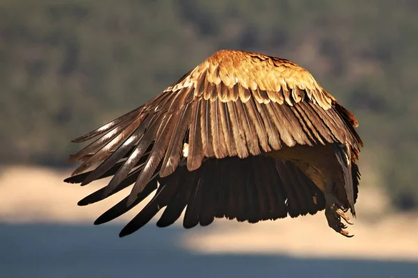 O abutre Griffon (Gyps fulvus) aterrissando com cabeça de hiden . — Fotografia de Stock