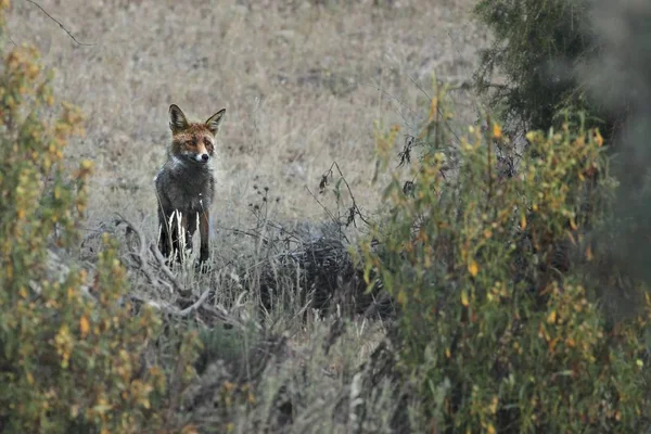 La Volpe Rossa (Vulpes vulpes) che sta nella prateria e si guarda intorno . — Foto Stock