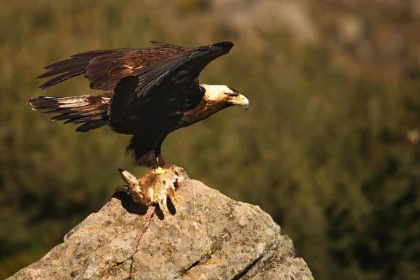Az aranysas (Aquila chrysaetos) a szikláról repül prédájával.. — Stock Fotó