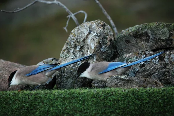 緑の芝生の上に石を背景に座っている2つのイベリアのカササギ(Cyanopica cooki). — ストック写真