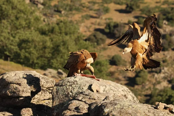 El buitre leonado (Gyps fulvus) sentado en las rocas grises y el segundo buitre leonado está aterrizando en la roca . — Foto de Stock