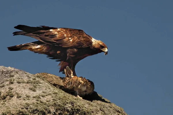 The golden eagle (Aquila chrysaetos) after hunt with the death rabbit.