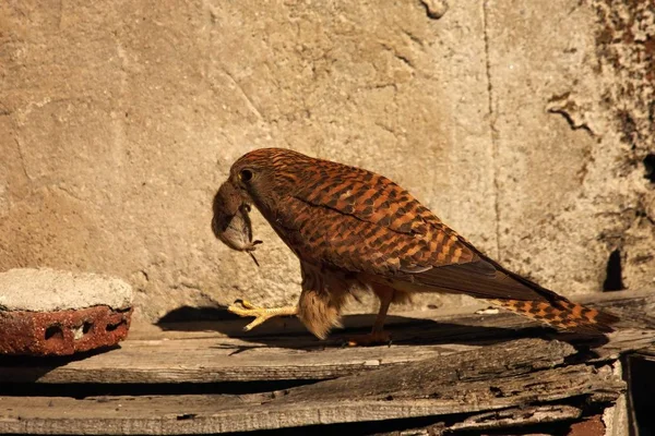 Pustynia zwyczajna (Falco tinnunculus) z myszą śmierci w pobliżu gniazda. — Zdjęcie stockowe