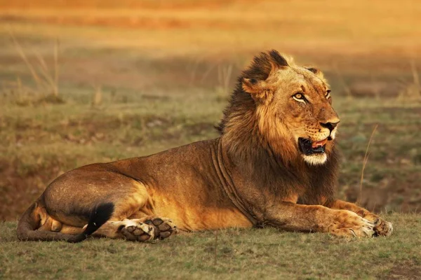 Un leone maschio (Panthera leo) sdraiato su praterie aride e in cerca del resto del suo orgoglio al sole del mattino . — Foto Stock