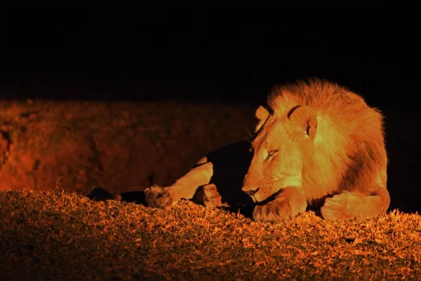 Leone Maschio Panthera Leo Che Giace Praterie Aride Cerca Resto — Foto Stock