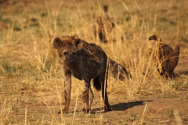 Gespot hyena (Crocuta crocuta) wandelen op patrouille met gieren op de achtergrond.. — Stockfoto