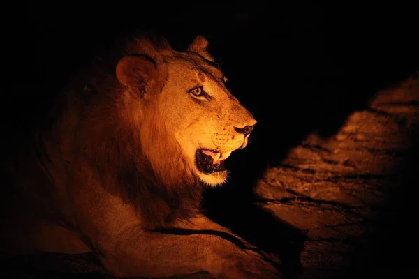 Un leone maschio (Panthera leo) sdraiato nella notte buia e in cerca del resto del suo orgoglio. — Foto Stock