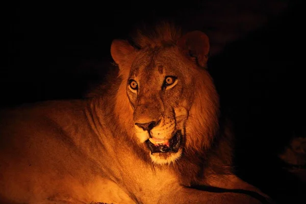 Un leone maschio (Panthera leo) sdraiato nella notte buia e in cerca del resto del suo orgoglio. — Foto Stock