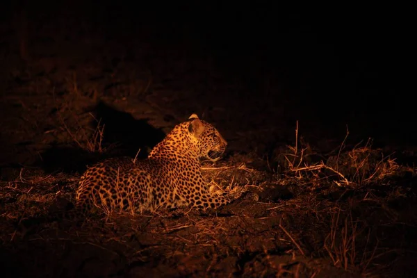 O leopardo africano (Panthera pardus pardus) fêmea tem um descanso antes da caça. Caça Leopardo Africano com a boca aberta . — Fotografia de Stock