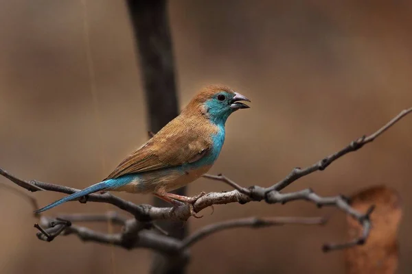 Der auf einem Ast sitzende Blaue Wachsvogel (uraeginthus angolensis). — Stockfoto