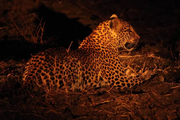 The African leopard (Panthera pardus pardus) female have a rest before the hunt. Hunting African Leopard with open mouth.