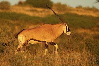 Gemsbok (Oryx ceylanı), akşam vakti Kalahari çölünde kuru ve yüksek çimlerde yürüyor..