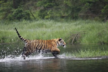 Sibirya kaplanı (Panthera tigris Dicle) veya Amur kaplanı (Panthera tigris altaica) ormanda suda yürür..