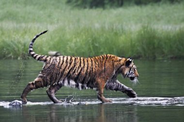Sibirya kaplanı (Panthera tigris Dicle) veya Amur kaplanı (Panthera tigris altaica) ormanda suda yürür..