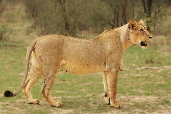 Leona (Panthera leo) va directamente a la cámara en el desierto de Kalahari . — Foto de Stock