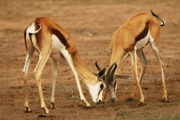 Dwóch skoczków (Antidorcas marsupialis) walczących na pustyni Kalahari. — Zdjęcie stockowe