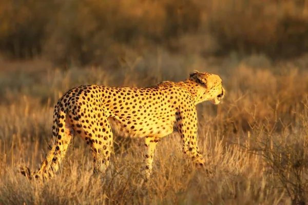 The cheetah (Acinonyx jubatus) feline walking across the sand way in Kalahari desert in the evening sun.