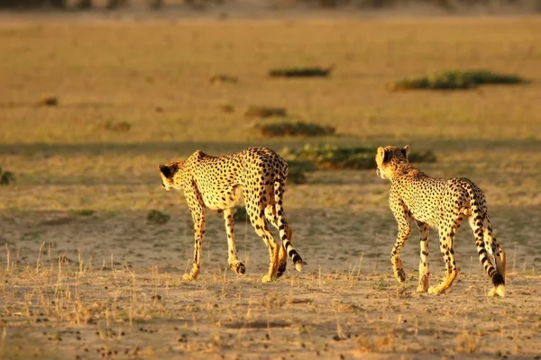 La guepardo (Acinonyx jubatus) felina con su cachorro caminando por la arena en el desierto de Kalahari en el sol de la tarde . —  Fotos de Stock