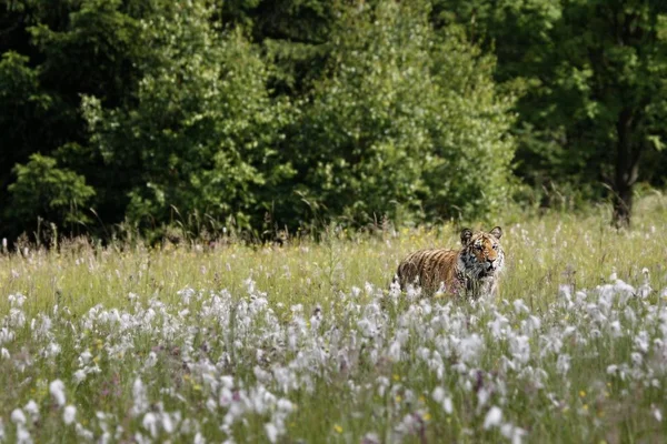 O tigre siberiano (Panthera tigris Tigris), ou tigre de Amur (Panthera tigris altaica) na pastagem . — Fotografia de Stock