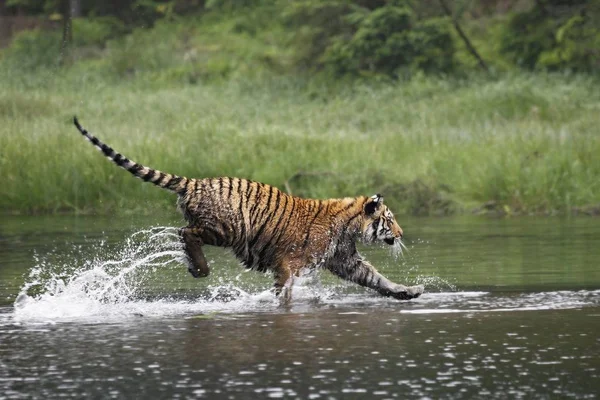 O tigre siberiano (Panthera tigris Tigris), ou tigre de Amur (Panthera tigris altaica) na floresta caminhando em uma água . — Fotografia de Stock