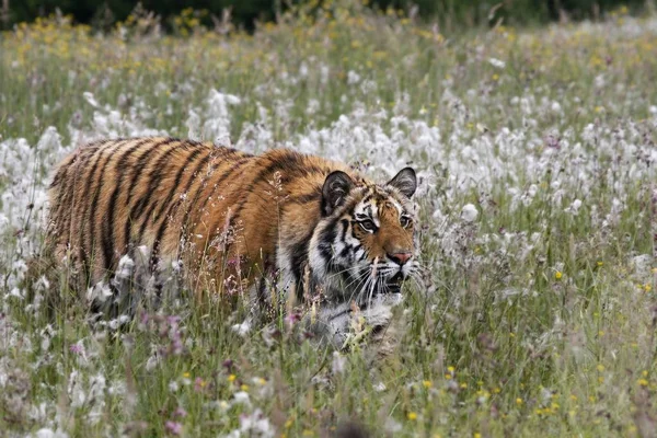 The Siberian tiger (Panthera tigris Tigris), or  Amur tiger (Panthera tigris altaica) in the grassland. — Stock Photo, Image