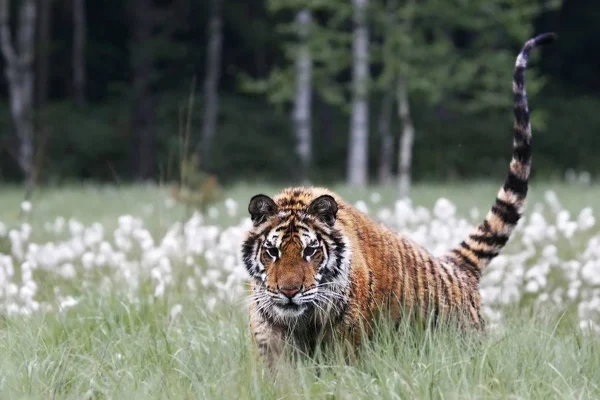 The Siberian tiger (Panthera tigris Tigris), or  Amur tiger (Panthera tigris altaica) in the grassland. — Stock Photo, Image