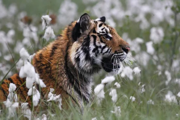 Der sibirische Tiger (panthera tigris tigris) oder der Amurtiger (panthera tigris altaica) im Grasland. — Stockfoto