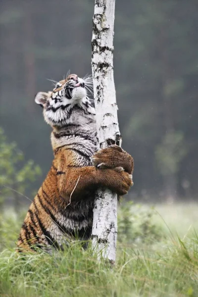 A szibériai tigris (Panthera tigris Tigris) vagy az Amur tigris (Panthera tigris altaica) a legelőn. — Stock Fotó