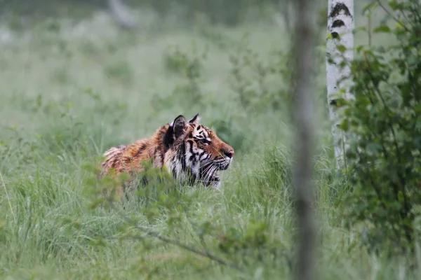 Der sibirische Tiger (panthera tigris tigris) oder der Amurtiger (panthera tigris altaica) im Grasland. — Stockfoto