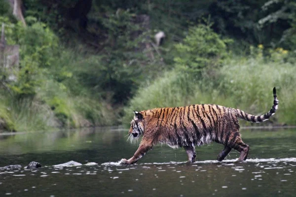 The Siberian tiger (Panthera tigris Tigris), or  Amur tiger (Panthera tigris altaica) in the forest walking in a water. — Stock Photo, Image
