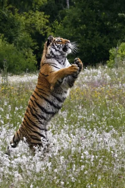 The Siberian tiger (Panthera tigris Tigris), or  Amur tiger (Panthera tigris altaica) in the grassland. — Stock Photo, Image