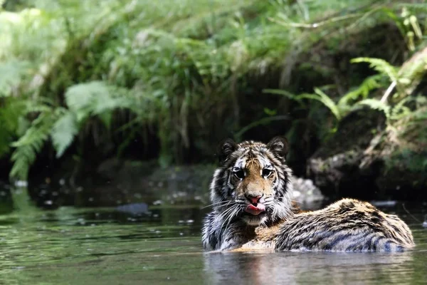 Den sibiriska tigern (Panthera tigris Tigris), eller Amur tiger (Panthera tigris altaica) i skogen promenader i en flod. — Stockfoto