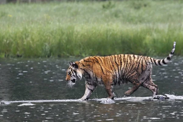 Tygrys syberyjski (Panthera tigris tigris) lub tygrys amurski (Panthera tigris altaica) w lesie spacerujący w wodzie. — Zdjęcie stockowe