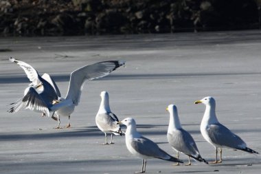 Büyük Kara Sırtlı Martı (Larus marinus) göldeki buzda savaşıyor..