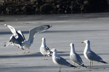The Great Black-backed Gull (Larus marinus) fighting on the ice on the lake. clipart