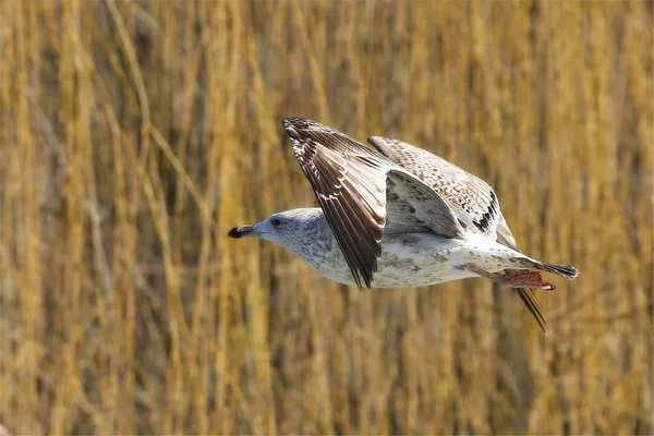 Sıradan martı (Larus canus) gölün üzerinde uçar..
