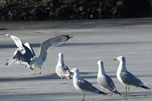 Büyük Kara Sırtlı Martı (Larus marinus) göldeki buzda savaşıyor..