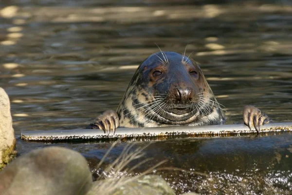 A szürke fóka (Halichoerus grypus) a vízben. — Stock Fotó