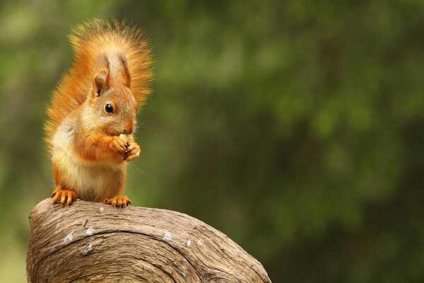 A red squirrel (Sciurus vulgaris) also called Eurasian red sguirrel sitting in branch in a green forest. Squirrel looking for the food with a green background