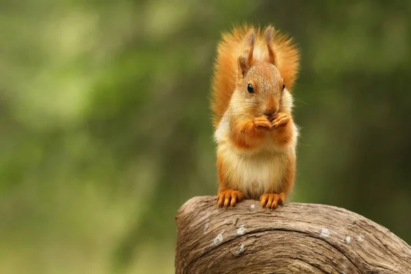 Egy vörös mókus (Sciurus vulgaris), más néven eurázsiai vörös sguirrel ül ágon egy zöld erdőben. — Stock Fotó