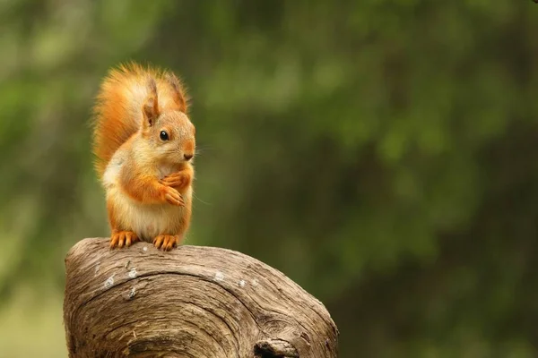 Ένας κόκκινος σκίουρος (Sciurus vulgaris) που ονομάζεται επίσης ευρασιατικό κόκκινο sguirrel κάθεται σε υποκατάστημα σε ένα πράσινο δάσος. — Φωτογραφία Αρχείου