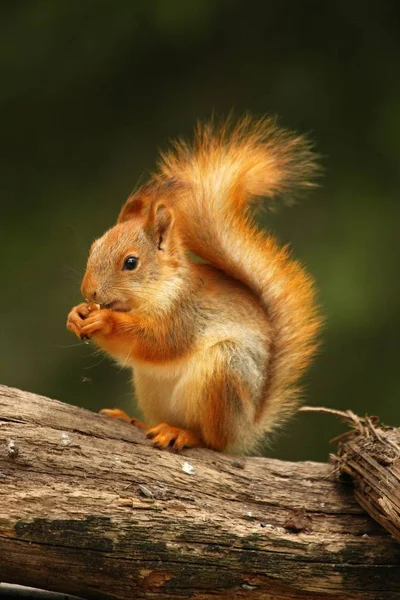 Ein rotes Eichhörnchen (sciurus vulgaris) auch eurasisches rotes Sichelhörnchen genannt, das in einem Ast in einem grünen Wald sitzt. — Stockfoto