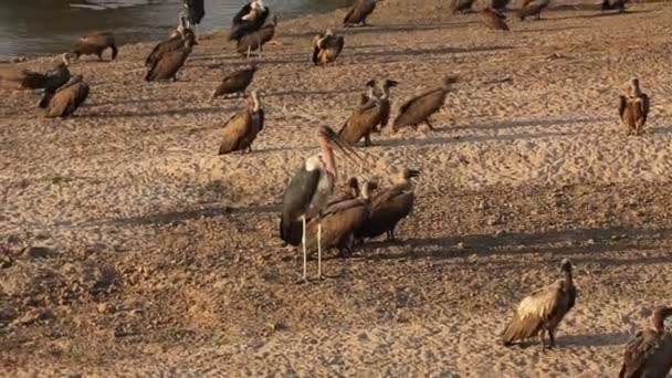 Den Huvade Gam Necrosyrtes Monachus Med Marabou Stork Leptoptilos Crumenifer — Stockvideo