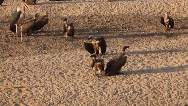 Avvoltoio Incappucciato Necrosyrtes Monachus Con Una Cicogna Marabù Leptoptilos Crumenifer — Video Stock