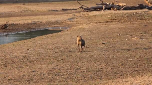 Osamělá Skvrnitá Hyena Crocuta Crocuta Smích Hyena Dává Pohled Procházky — Stock video