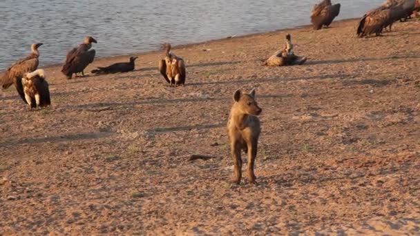 孤独地发现了土狼 Crocuta Crocuta 笑土狼 它看了一眼 在靠近卢安瓦河的沙滩上散步 格里芬秃鹫 Gyps Fulvus 为背景 — 图库视频影像