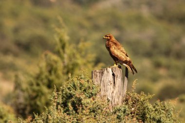 Yaygın akbaba (Buteo buteo) çalılıktaki ağaçta oturuyor..