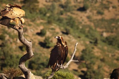 Griffon akbabaları (Gyps fulvus) ikinci dalda oturan ölü bir tavşan ve kahverengi akbaba (Aegypius monachus) yerler..