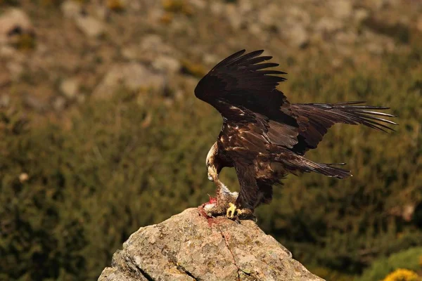 Złoty orzeł (Aquila chrysaetos) przygotowuje się do lotu ze swoją zdobyczą ze skały. — Zdjęcie stockowe